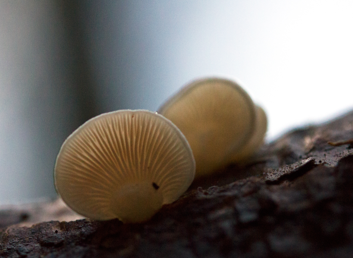 shroom