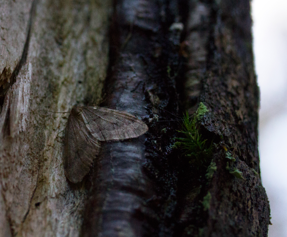 moth