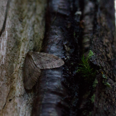 moth