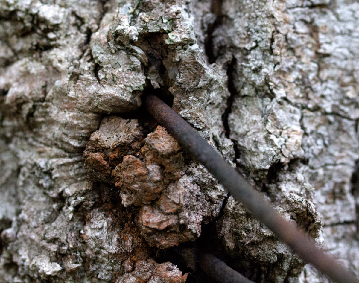 was fence, soon to be was-tree