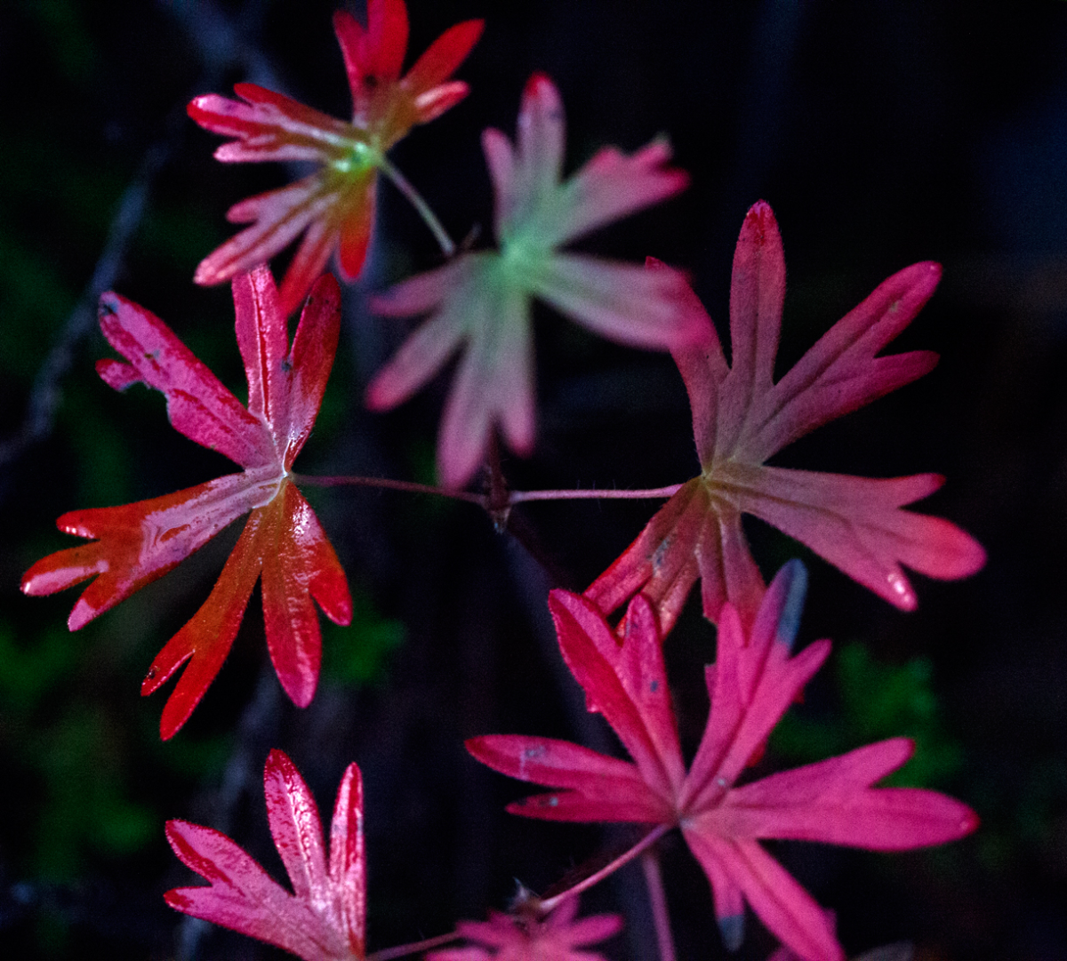 autumn indeed