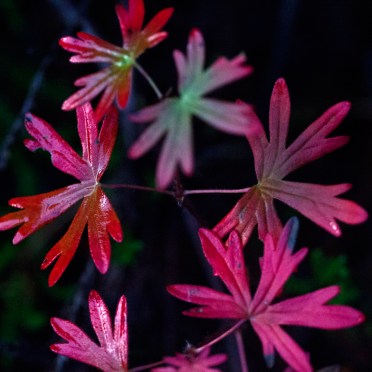 autumn indeed