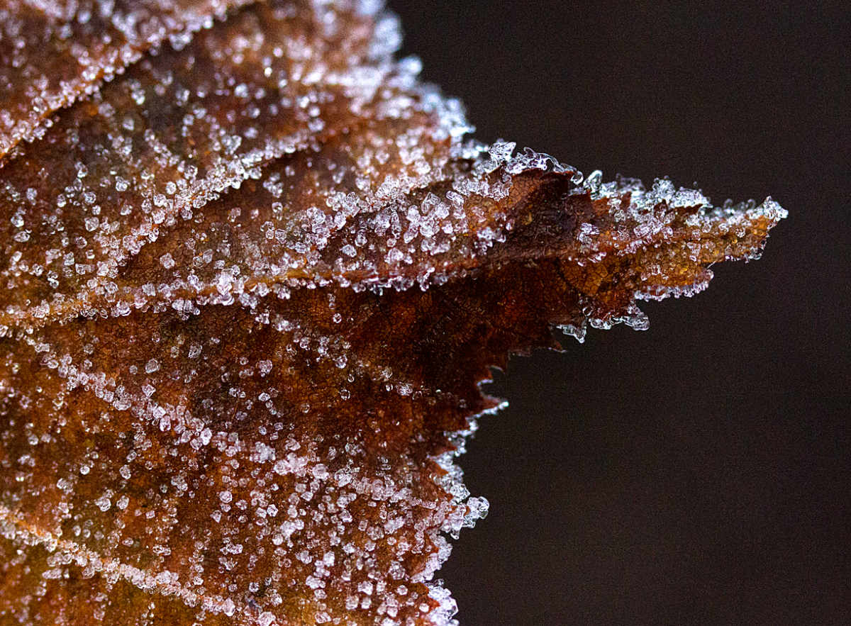 ice