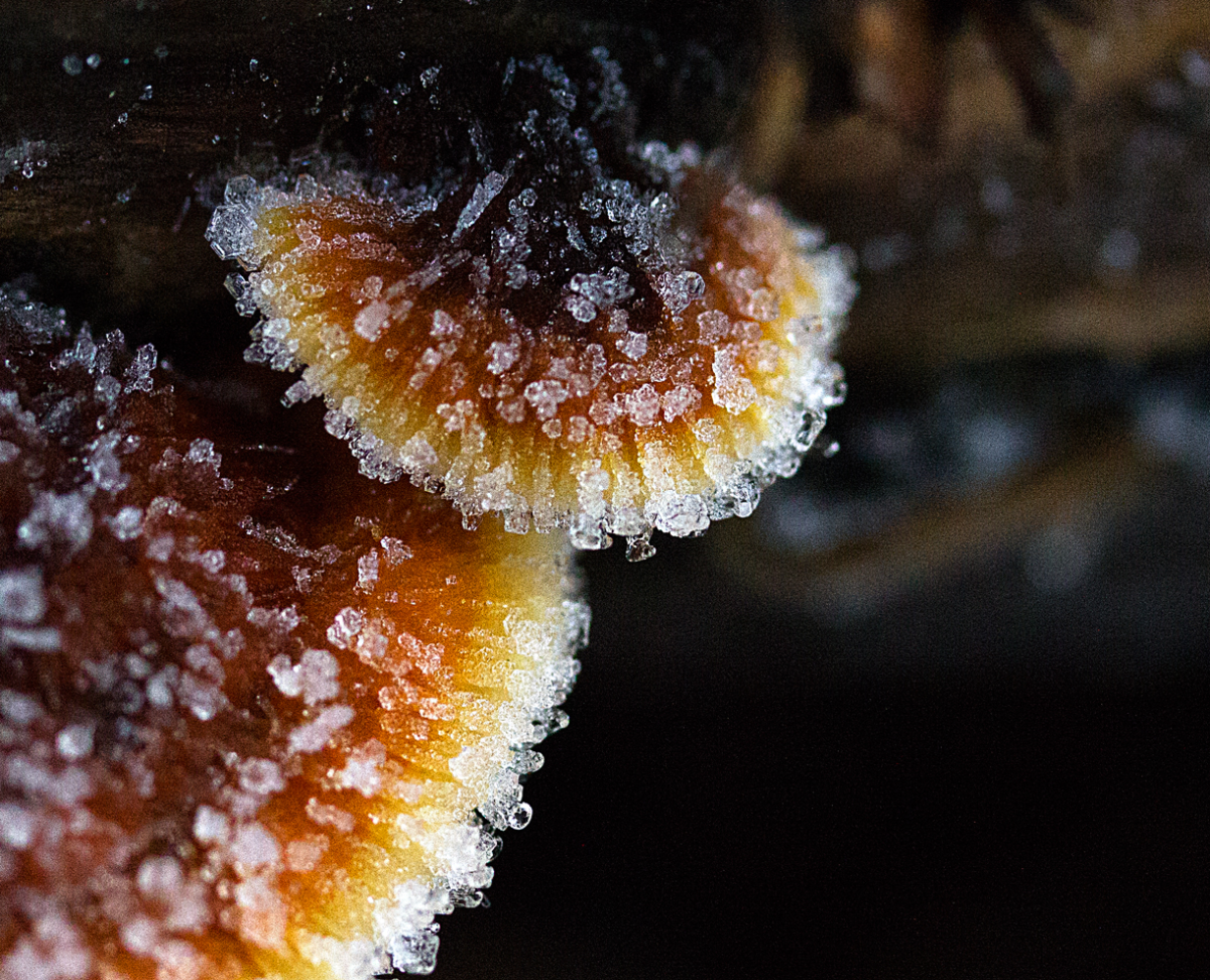 shelf fungi