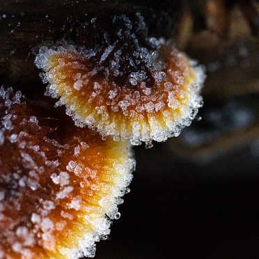 shelf fungi