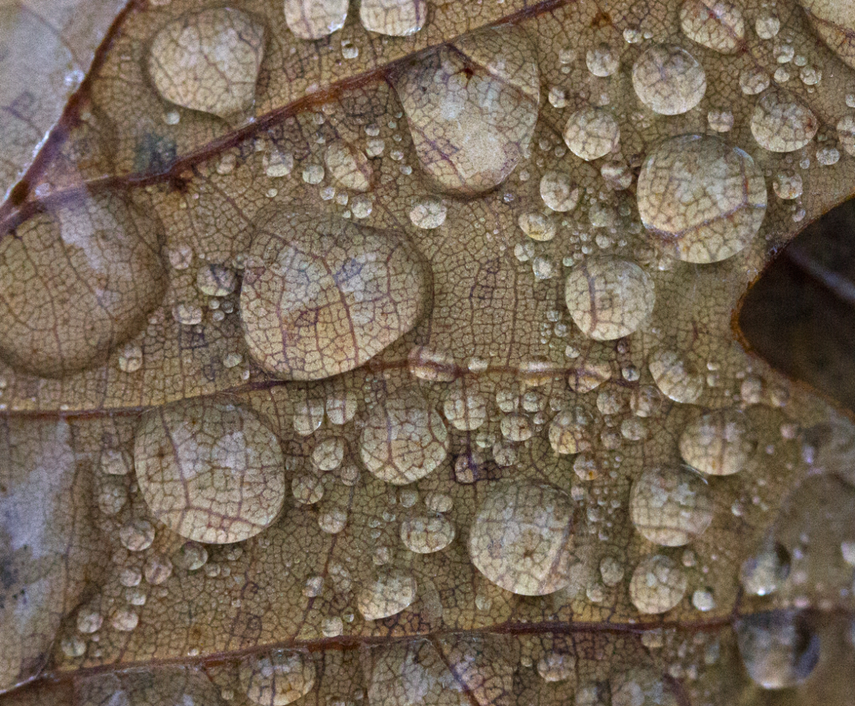 oak