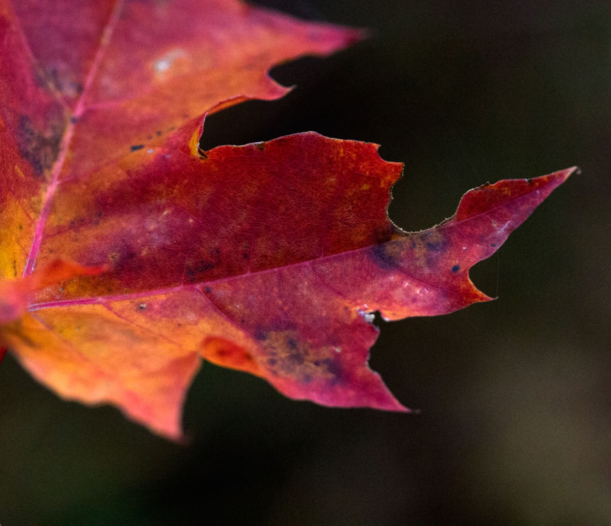 maple