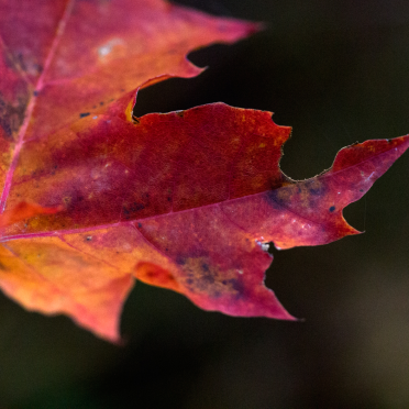 maple