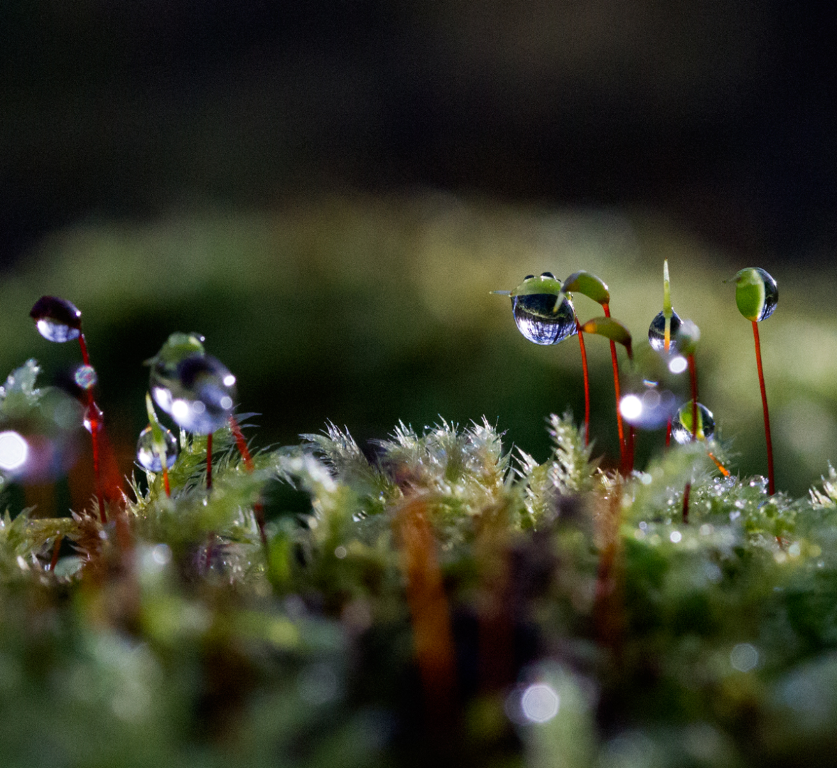 like little strings of stars