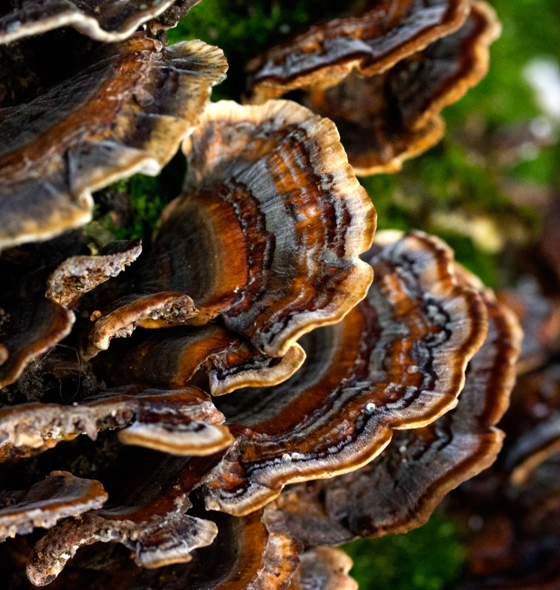 shroom