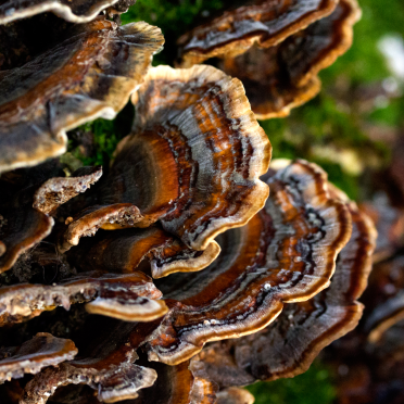 shroom