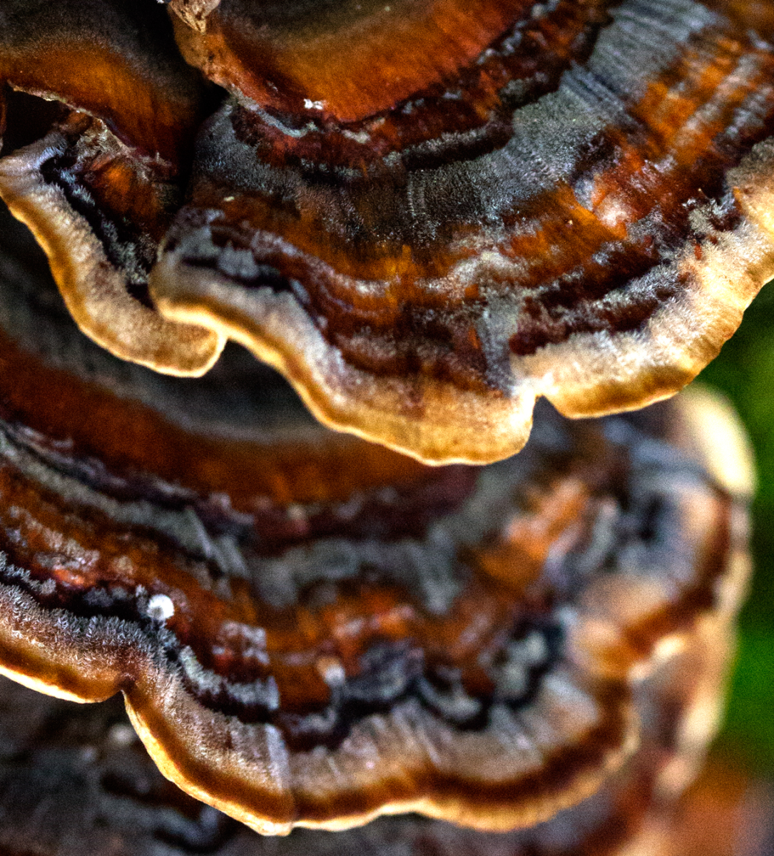 astonishing fungi