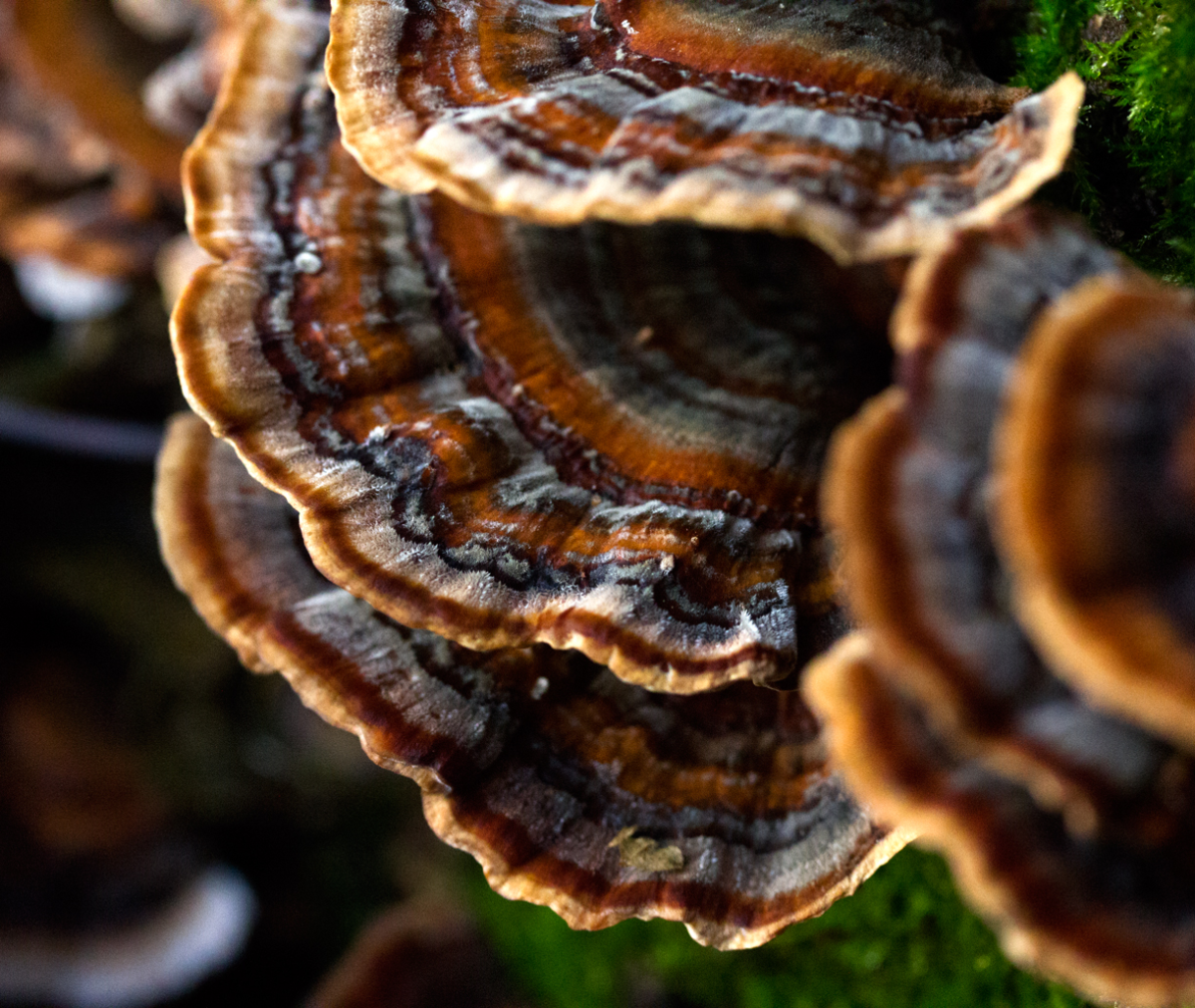 astonishing fungi