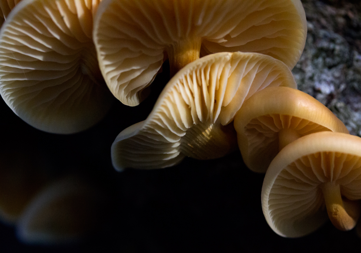 fungi