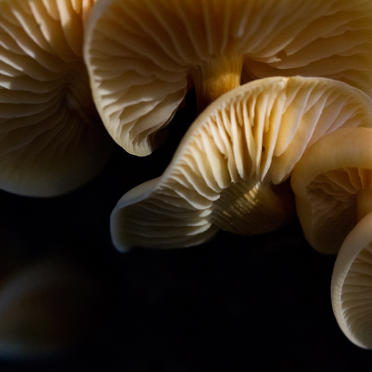 fungi