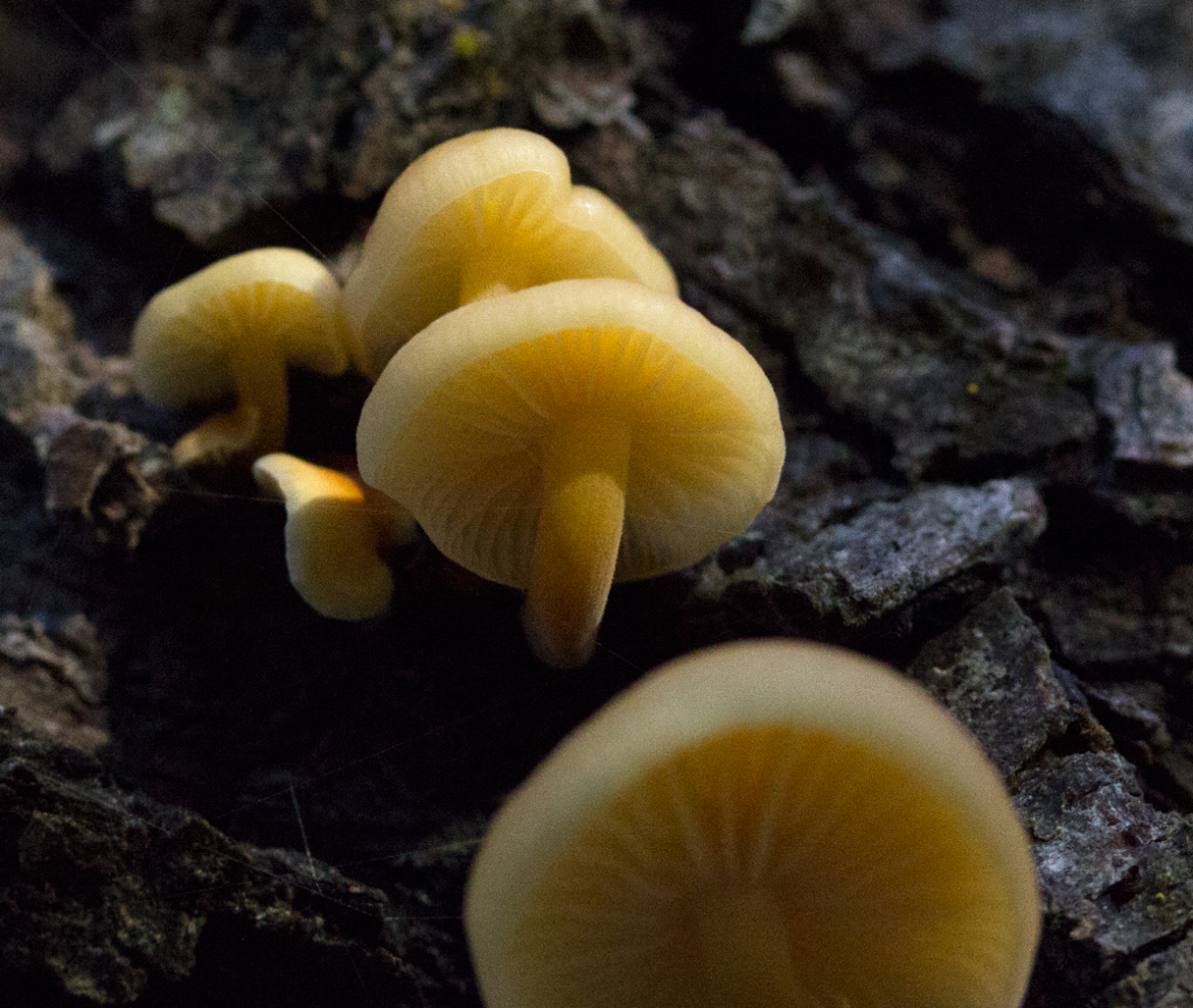 fungi