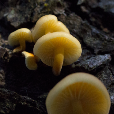 fungi