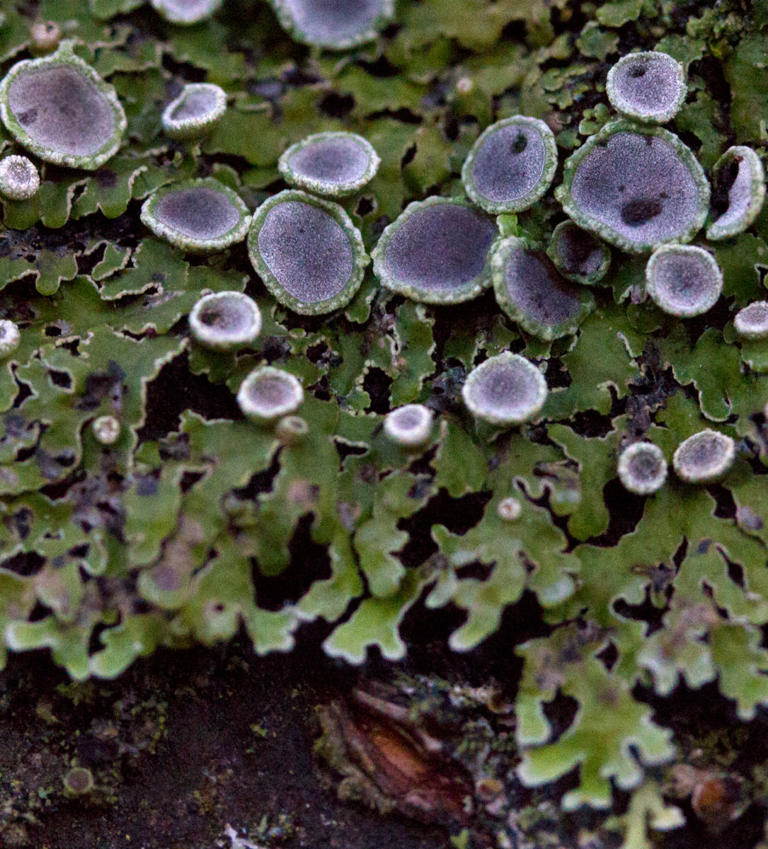 fungi - lichen - moss combo