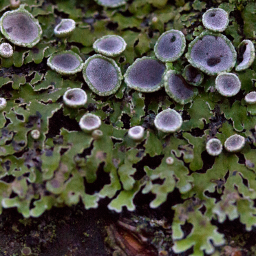 fungi - lichen - moss combo