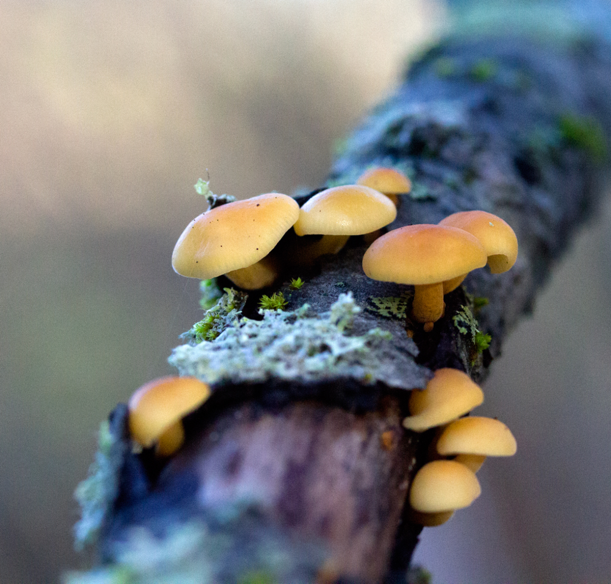 pretty gang of shrooms