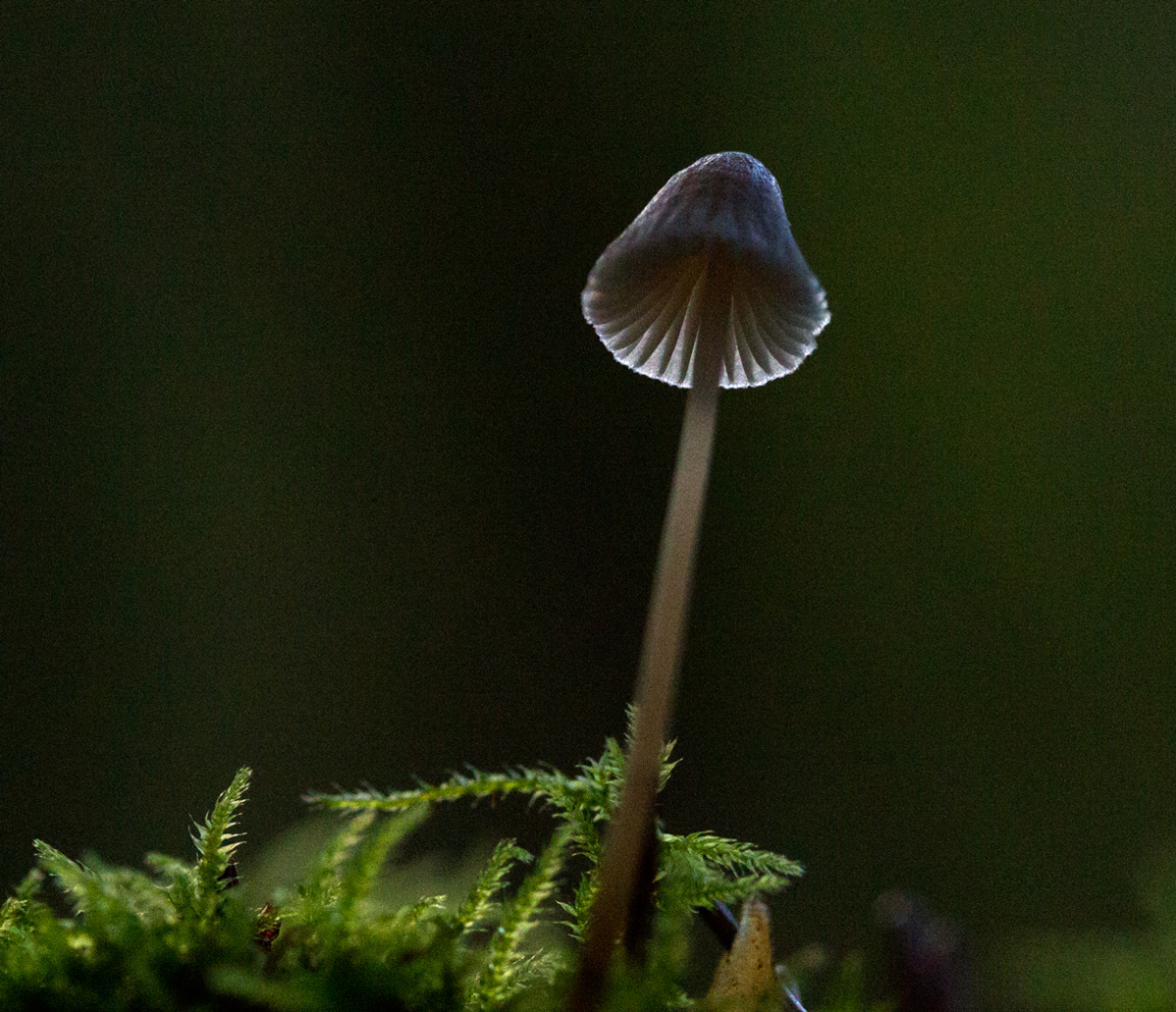 shroom