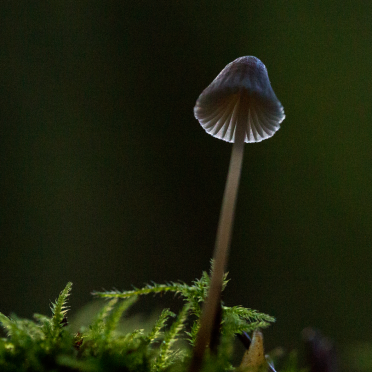 shroom