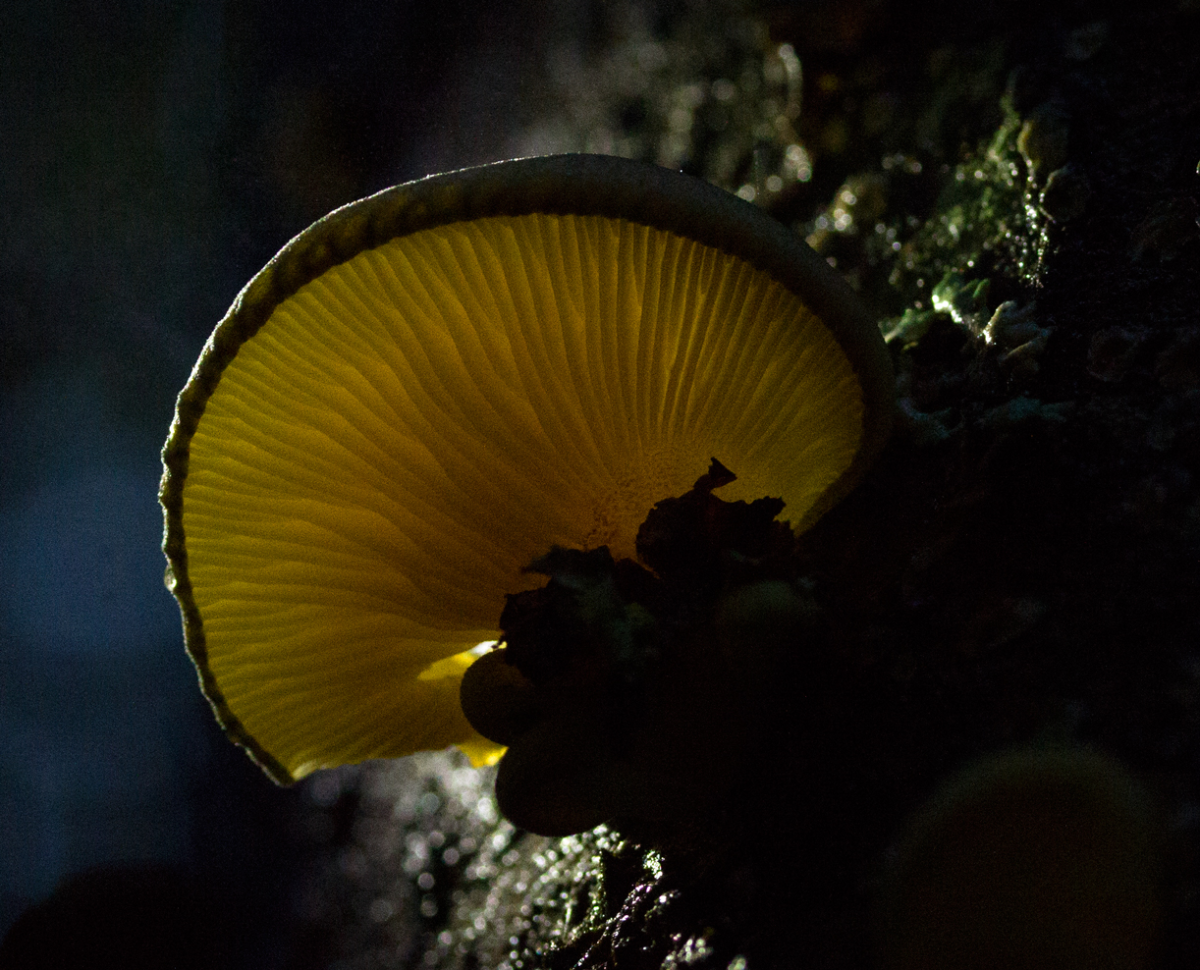 shroom