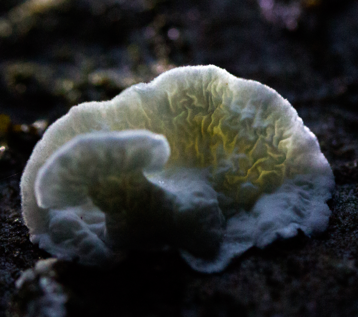 fungi