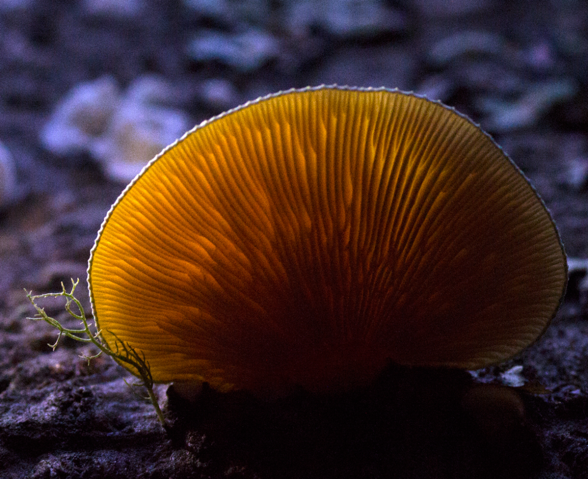 glow