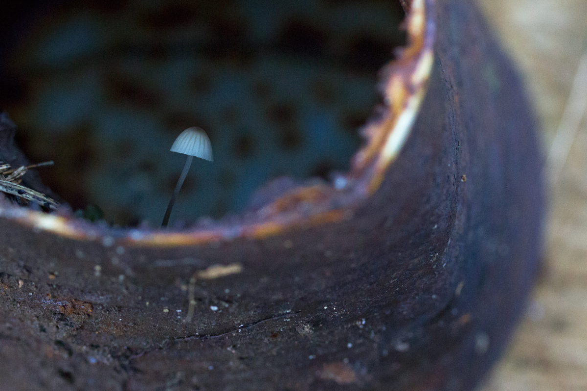 canned shroom
