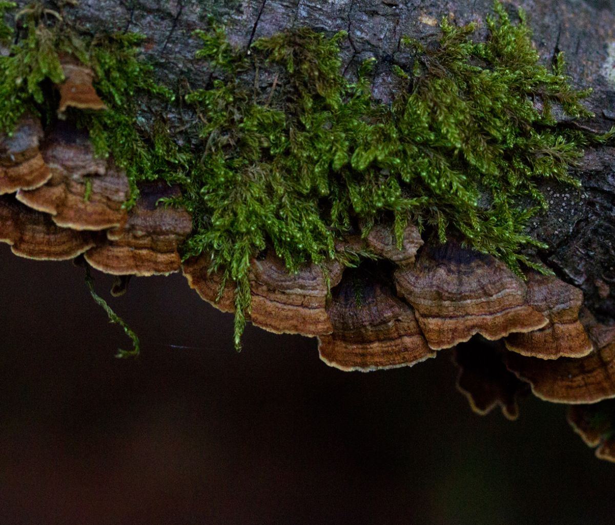 shelf fungi