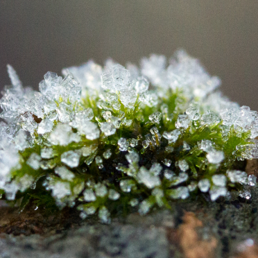 moss hat