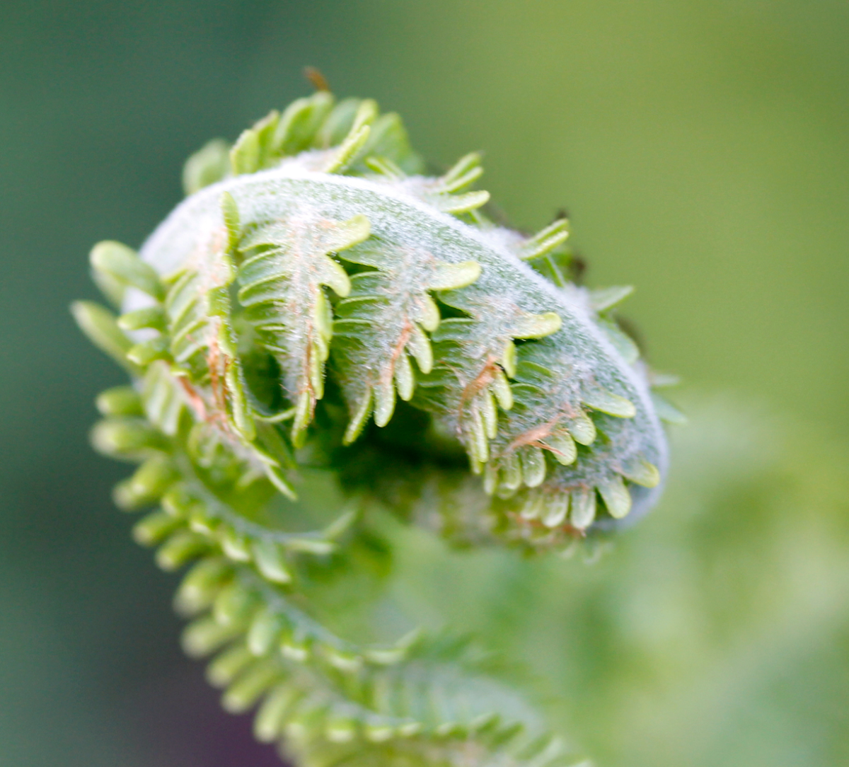 wood fern