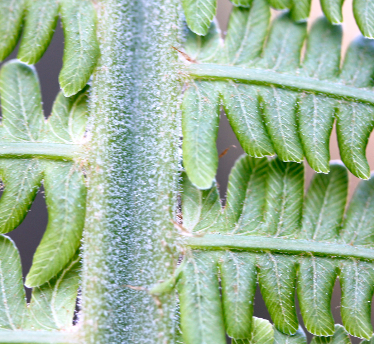 wood fern