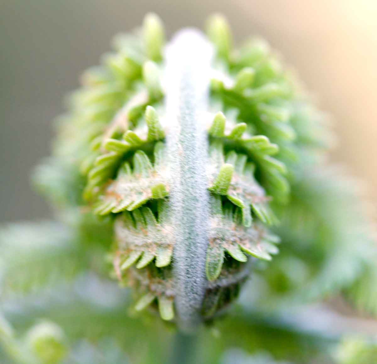 wood fern
