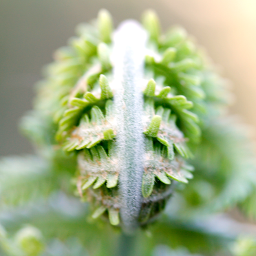 wood fern