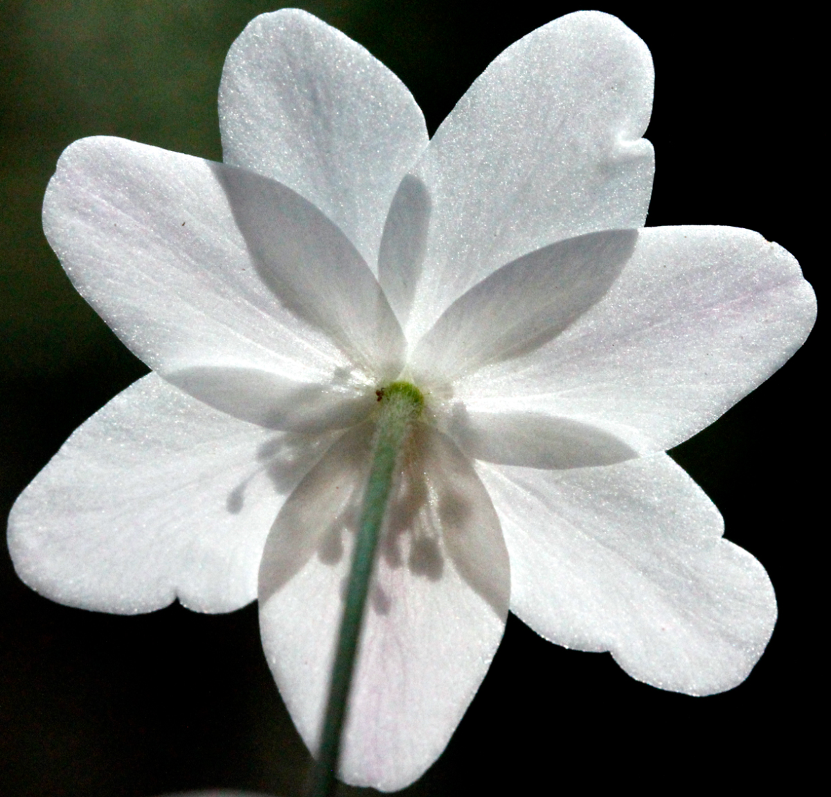anemone