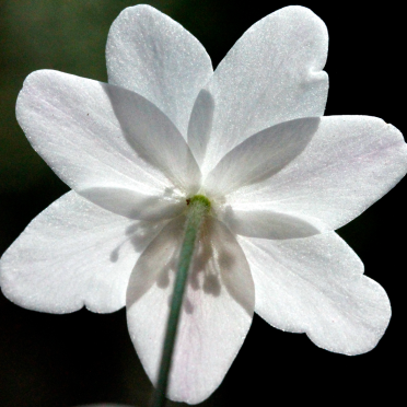 anemone