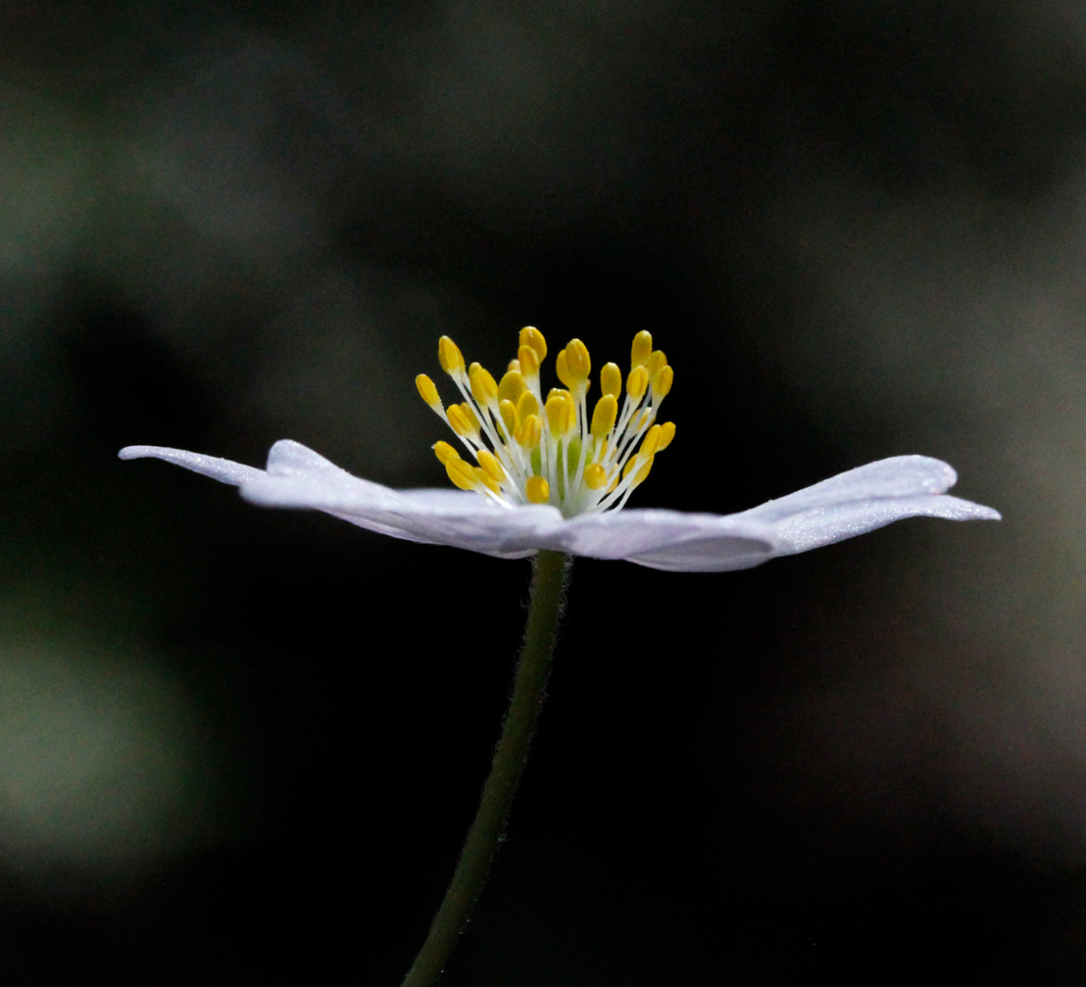 anemone