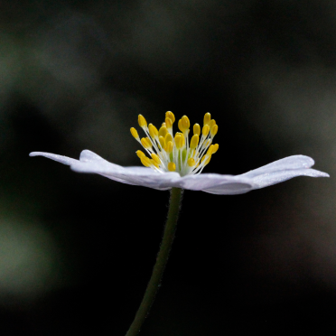 anemone