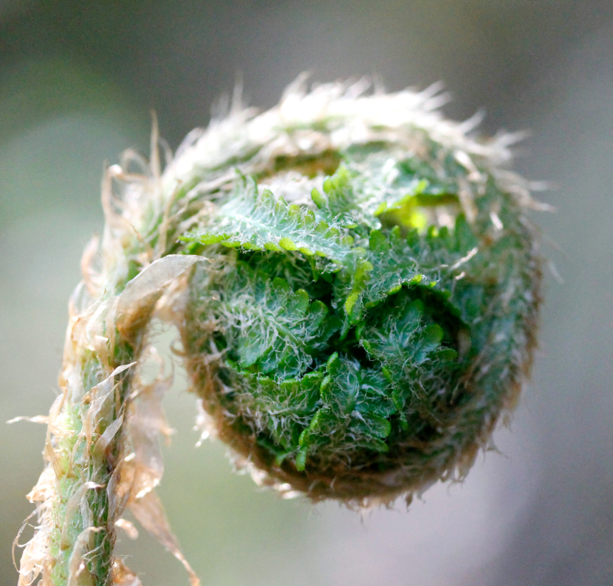 wood fern