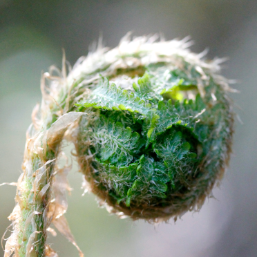 wood fern