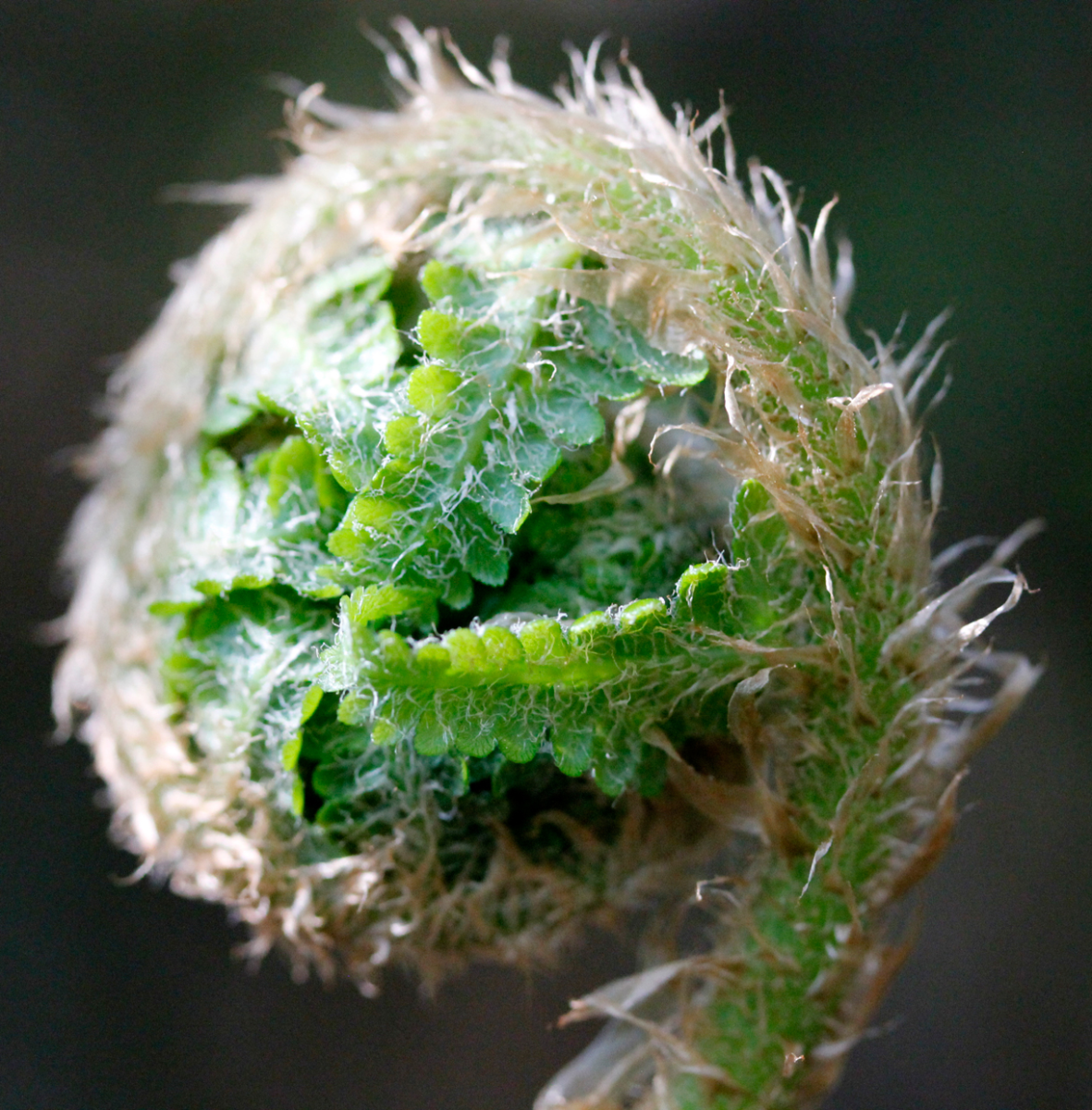 wood fern
