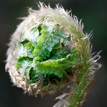 wood fern