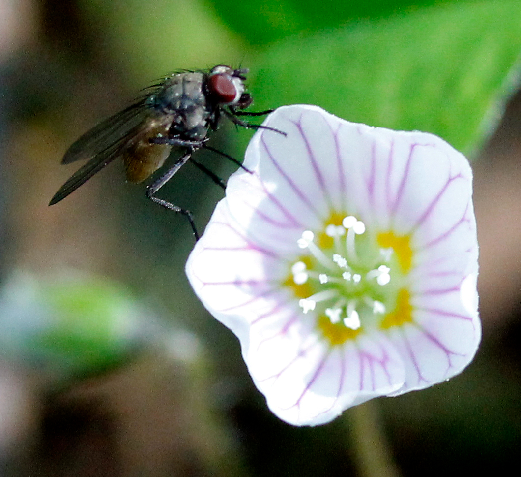 fly
