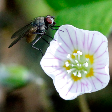 fly