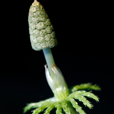 horsetail