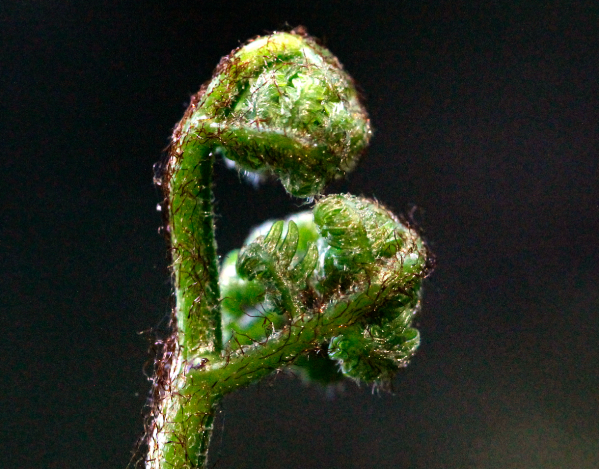 wood fern