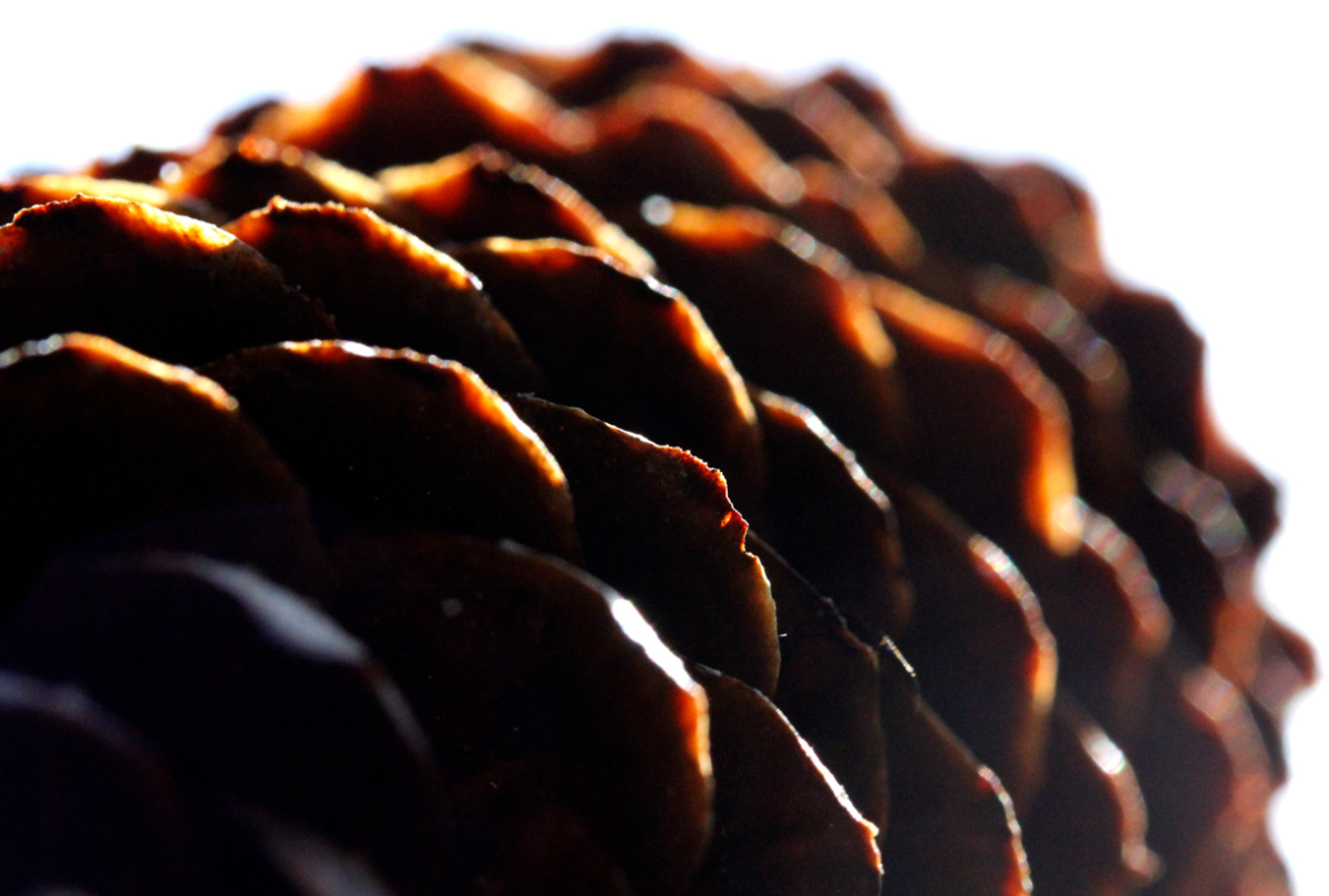 cone