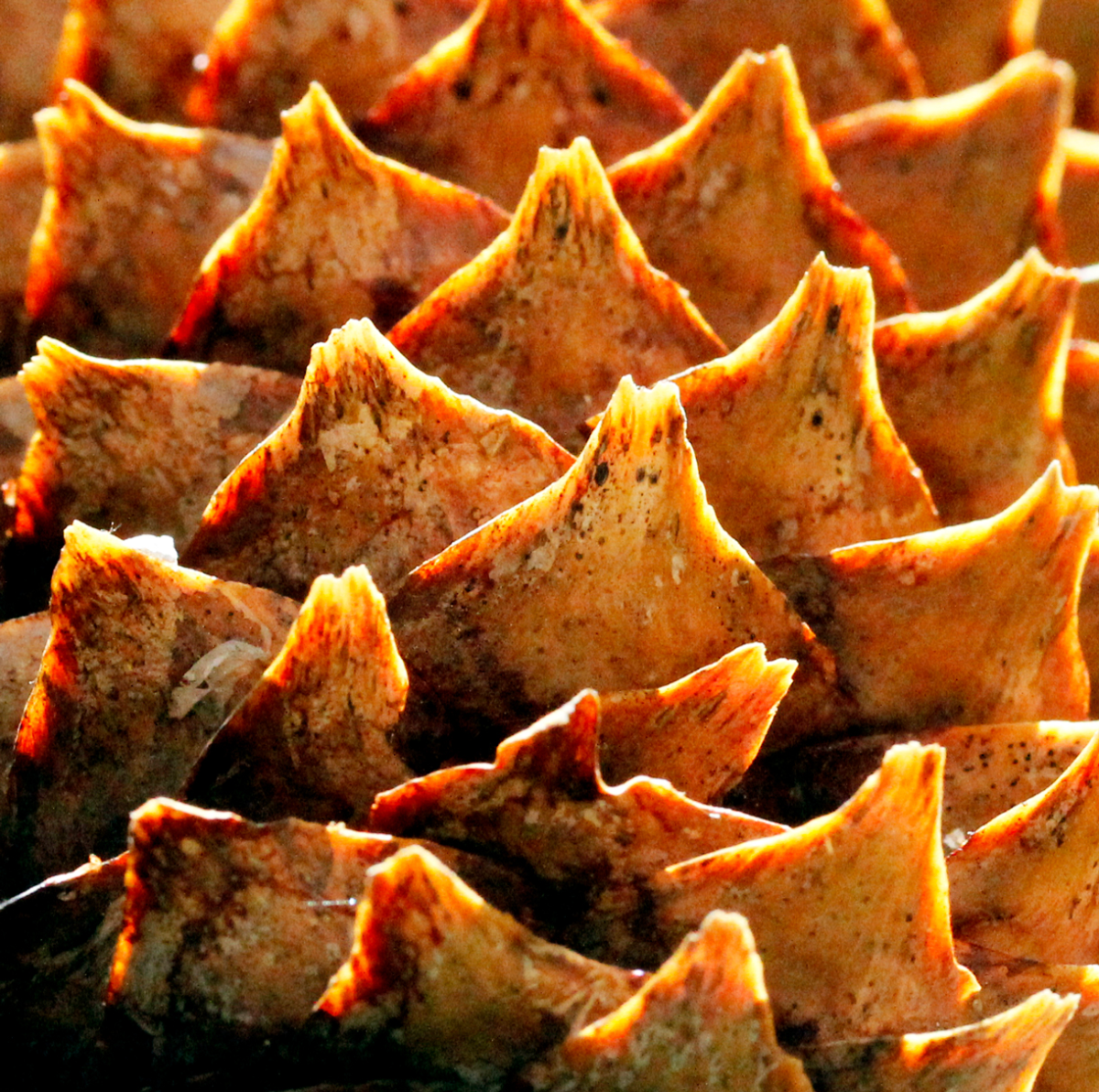 cone